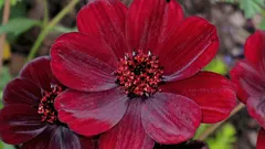 Rostlina s vůní čokolády, o které málokdo ví.